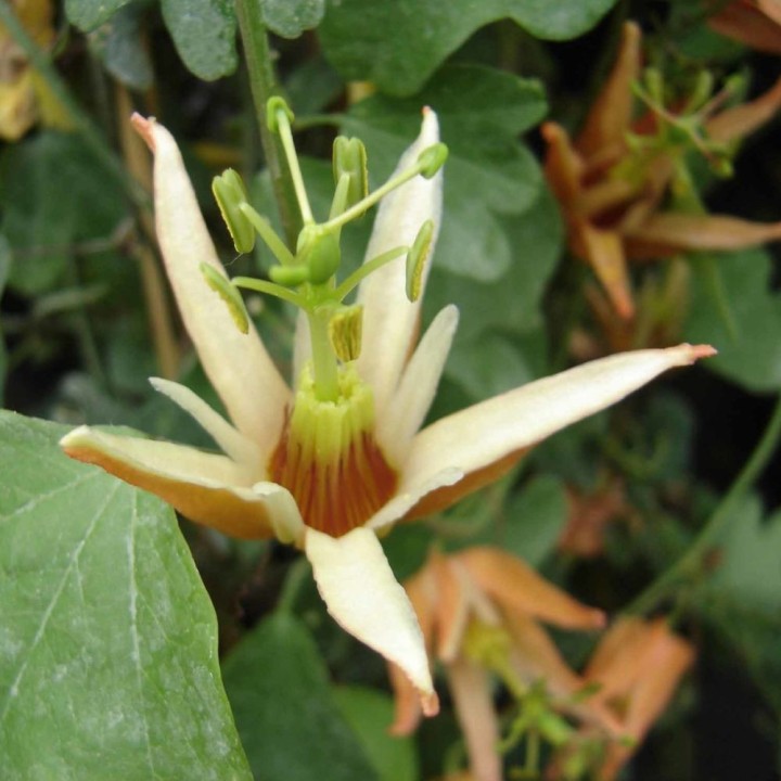 Passiflora aurantia - Sementes