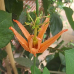 Passiflora aurantia - Sementes