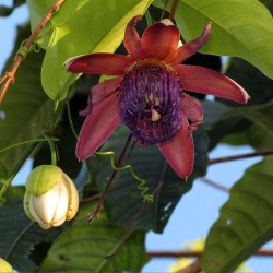 Passiflora ambigua - Sementes