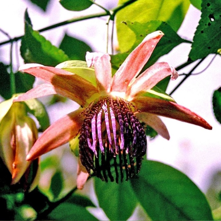 Passiflora ambigua - Sementes