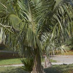 Maracujá actinia - Sementes