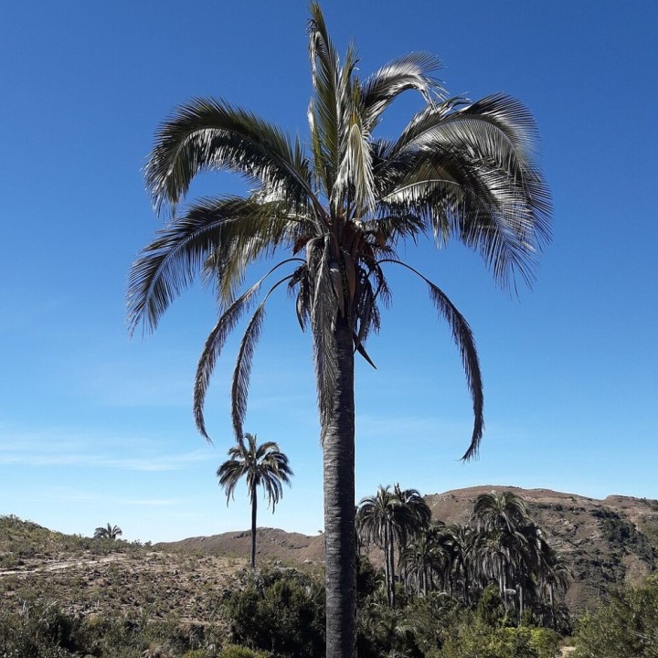 Maracujá actinia - Sementes