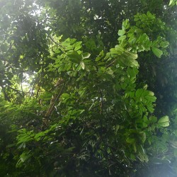 Ormosia krugii - Sementes