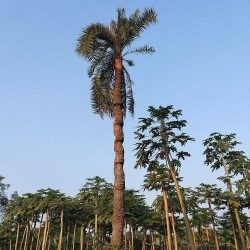 Oenocarpus bataua - Sementes