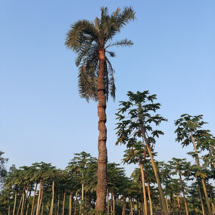 Oenocarpus bataua - Sementes