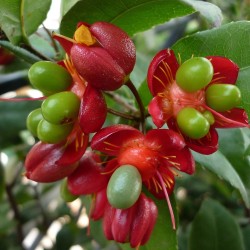 Ochna thomasiana - Sementes