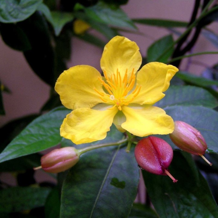 Ochna thomasiana - Sementes