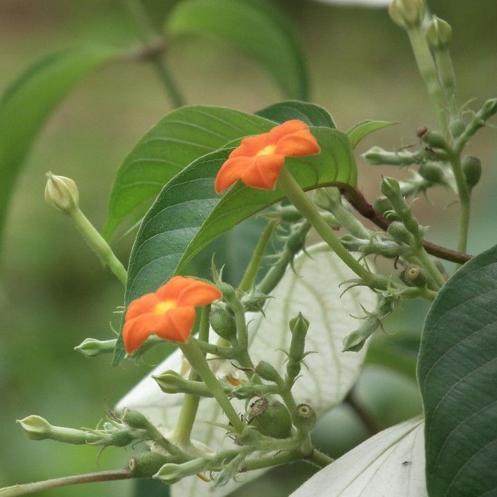 Mussaenda-branca - Sementes