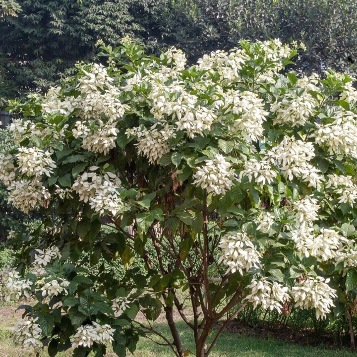 Mussaenda-branca - Sementes