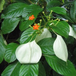 Mussaenda-branca - Sementes
