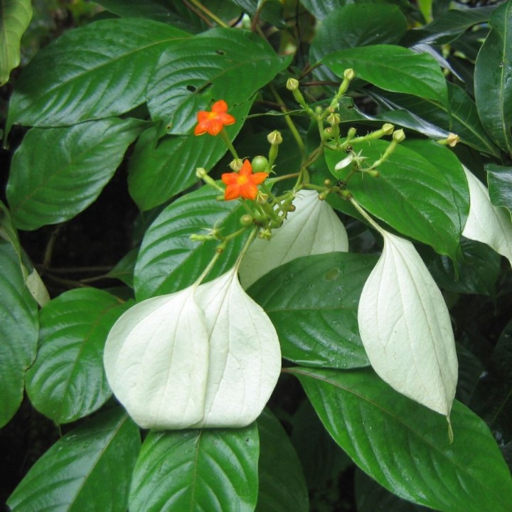 Mussaenda-branca - Sementes