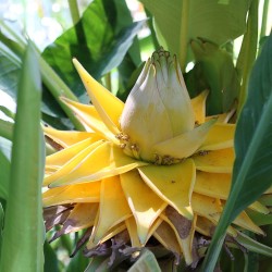 Bananeira-dourada - Sementes