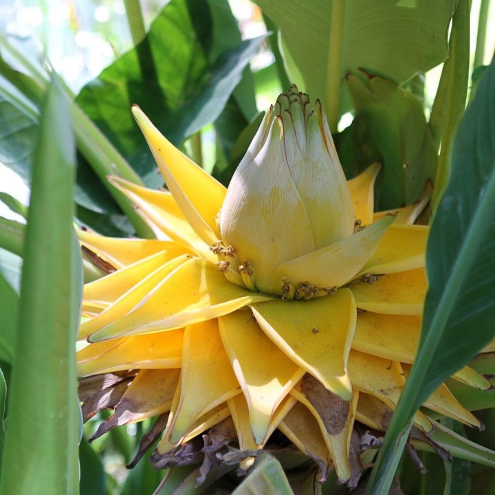 Bananeira-dourada - Sementes