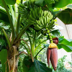 Bananeira - Sementes