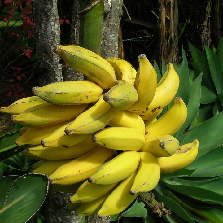 Bananeira - Sementes