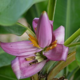 Musa ornata - Sementes