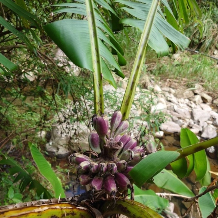 Musa itinerans var. Formosana - Sementes