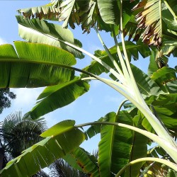 Musa itinerans var. Formosana - Sementes