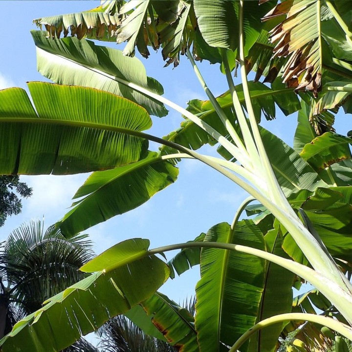 Musa itinerans var. Formosana - Sementes