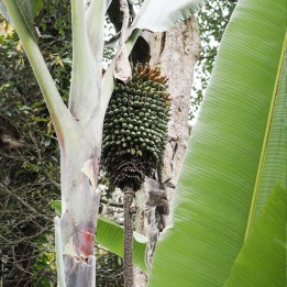 Bananeira-gigante - Sementes