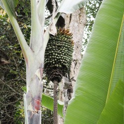 Bananeira-gigante - Sementes