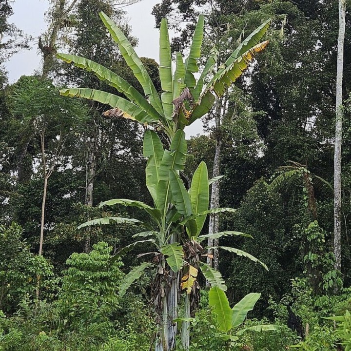 Bananeira-gigante - Sementes