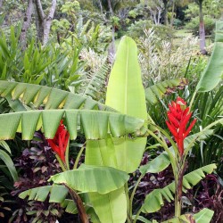 Bananeira-escarlate - Sementes