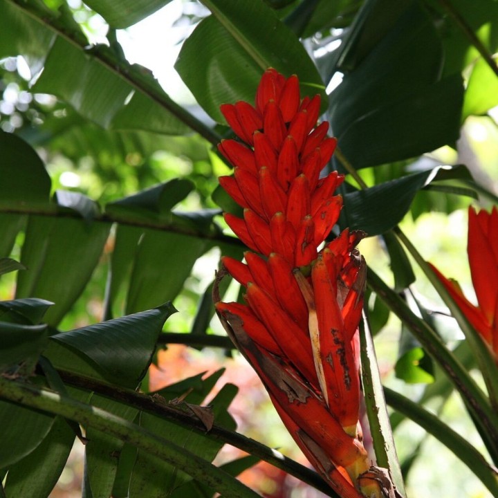 Bananeira-escarlate - Sementes