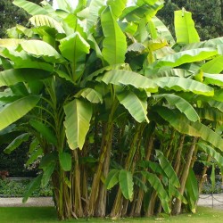 Banana-selvagem - Sementes