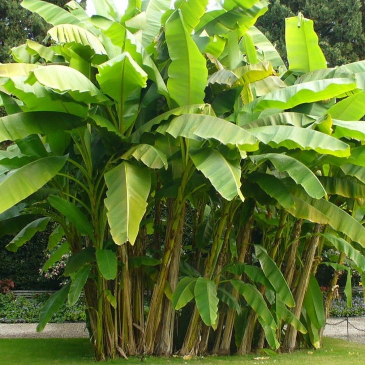 Banana-selvagem - Sementes