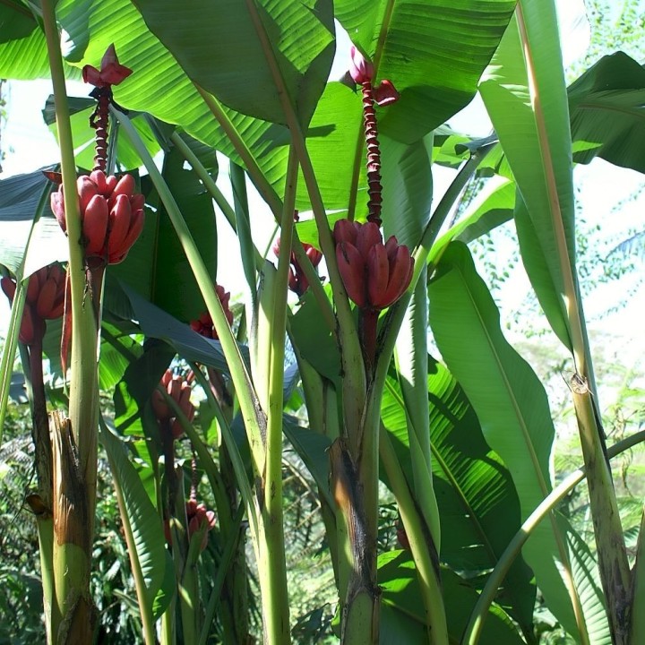 Banana-selvagem - Sementes