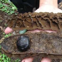 Mucuna urens - Sementes