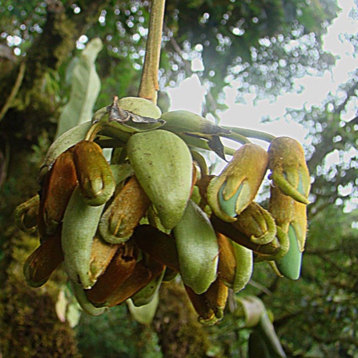 Mucuna urens - Sementes