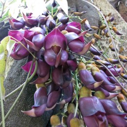 Mucuna sempervirens - Sementes