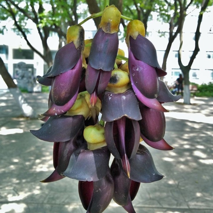 Mucuna sempervirens - Sementes