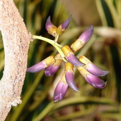 Mucuna-preta - Sementes