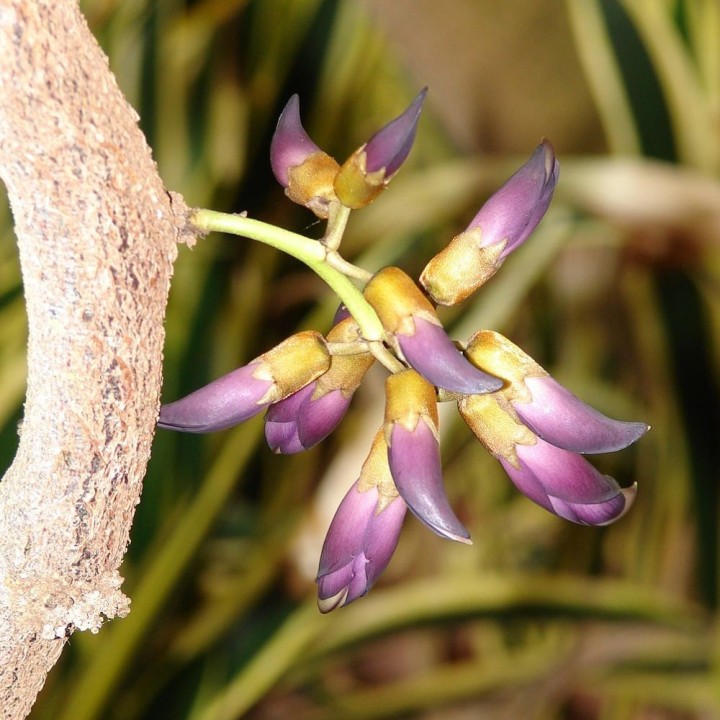 Mucuna-preta - Sementes