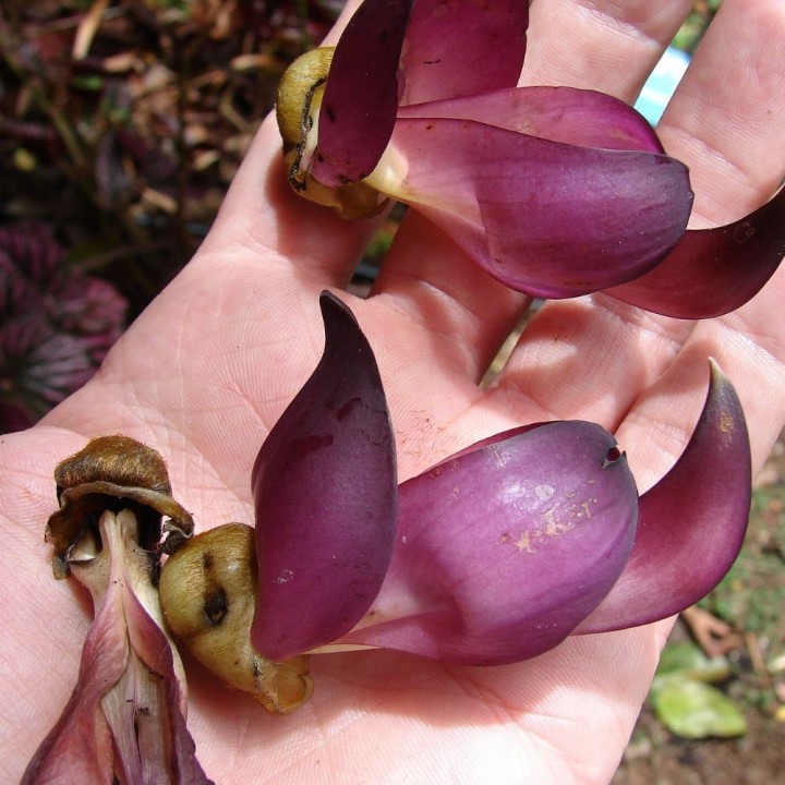 Mucuna-preta - Sementes
