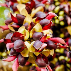 Mucuna macrocarpa - Sementes