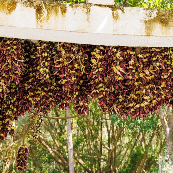 Mucuna macrocarpa - Sementes