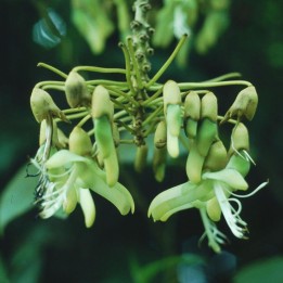 Mucuna holtonii - Sementes