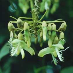 Mucuna holtonii - Sementes