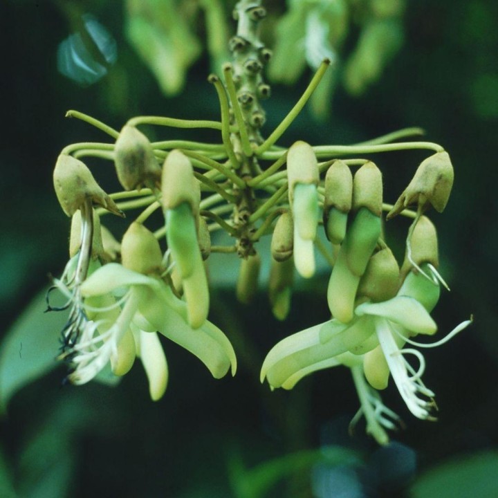 Mucuna holtonii - Sementes