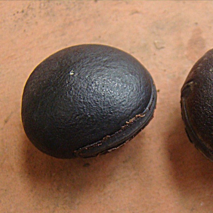 Mucuna holtonii - Sementes