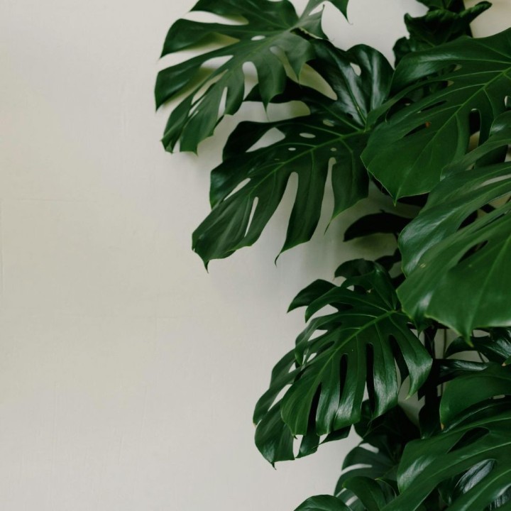 Monstera deliciosa - Sementes