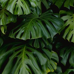 Monstera deliciosa - Sementes
