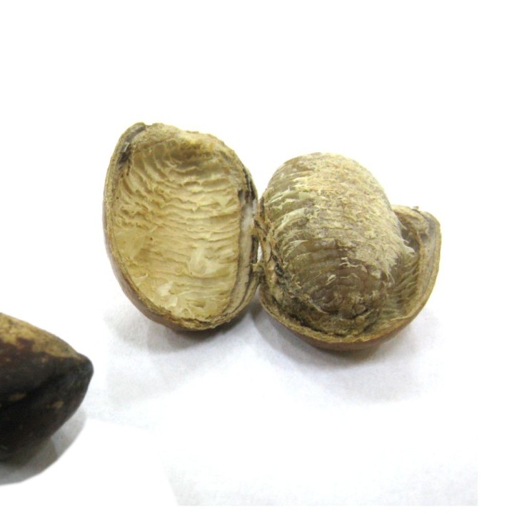 Noz-moscada-africana - Sementes