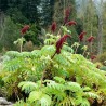 Melianthus - Sementes