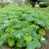 Melianthus - Sementes