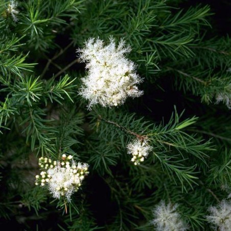 Melaleuca alternifolia - Sementes